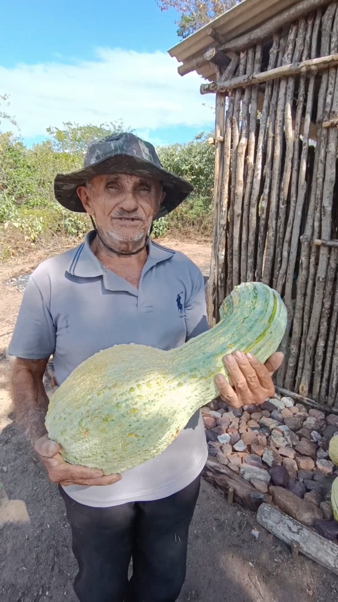 Dia de Colheita de Jerimum no Sítio Muita Fartura #vidanaroça #agronomia #caipira